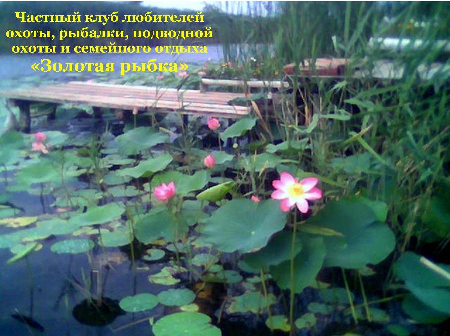 «Золотая рыбка»